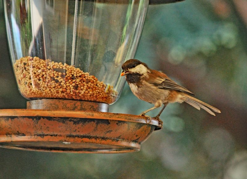 Bird Feeder Hanging