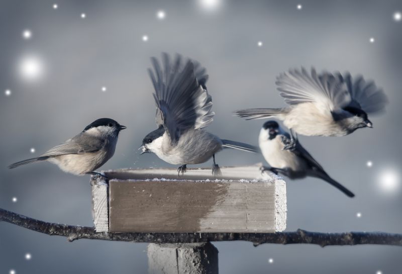 Bird Feeder Hanging
