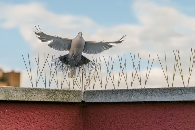 Bird Feeder Hanging