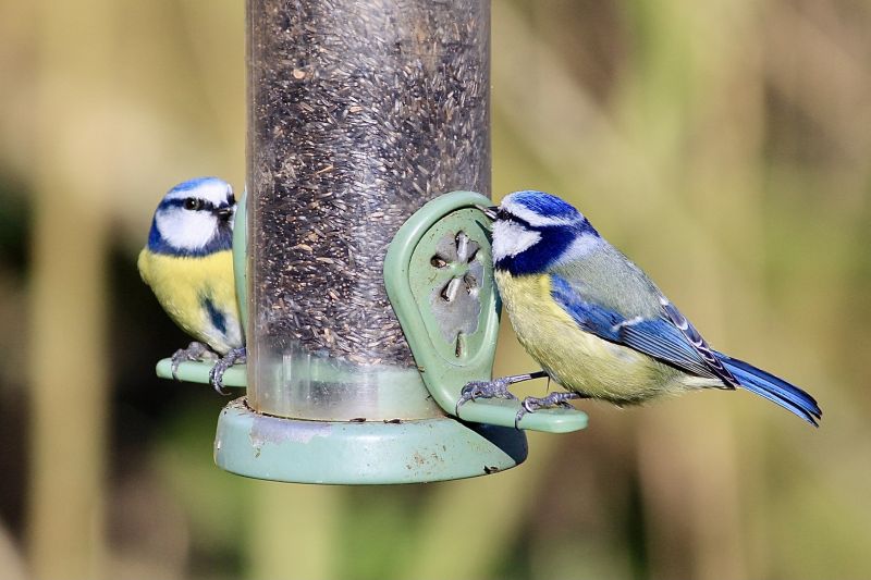 Bird Feeder Installation