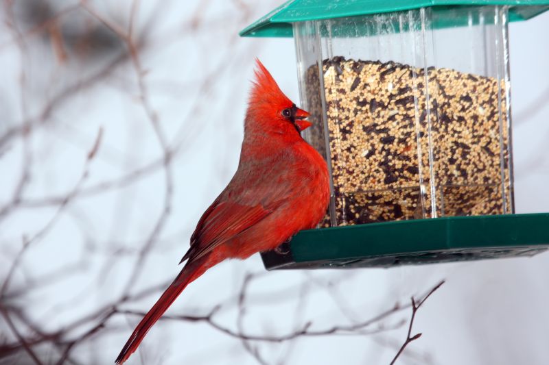 Bird Feeder Installation