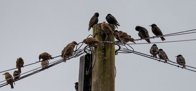 Bird Feeder Mounting Service