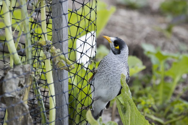 Bird Feeder Mounting Service