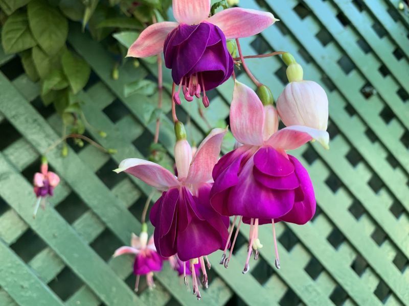 Trellis Repair