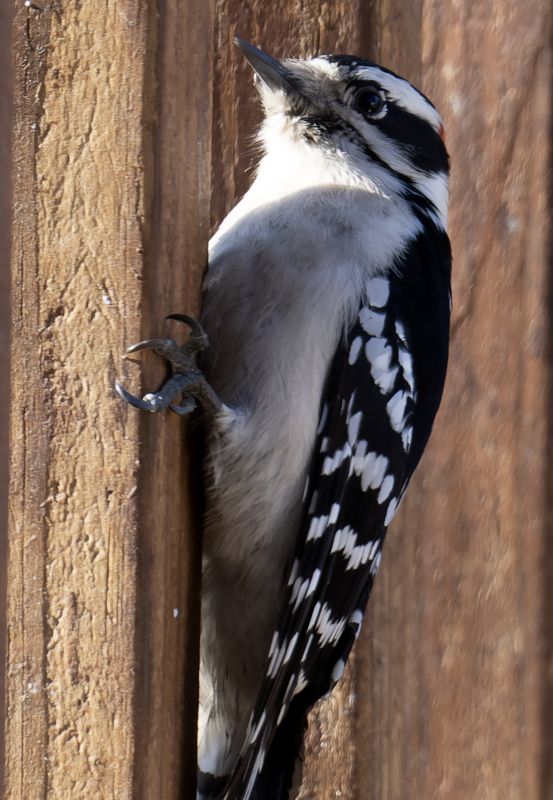 Woodpecker Hole Filling