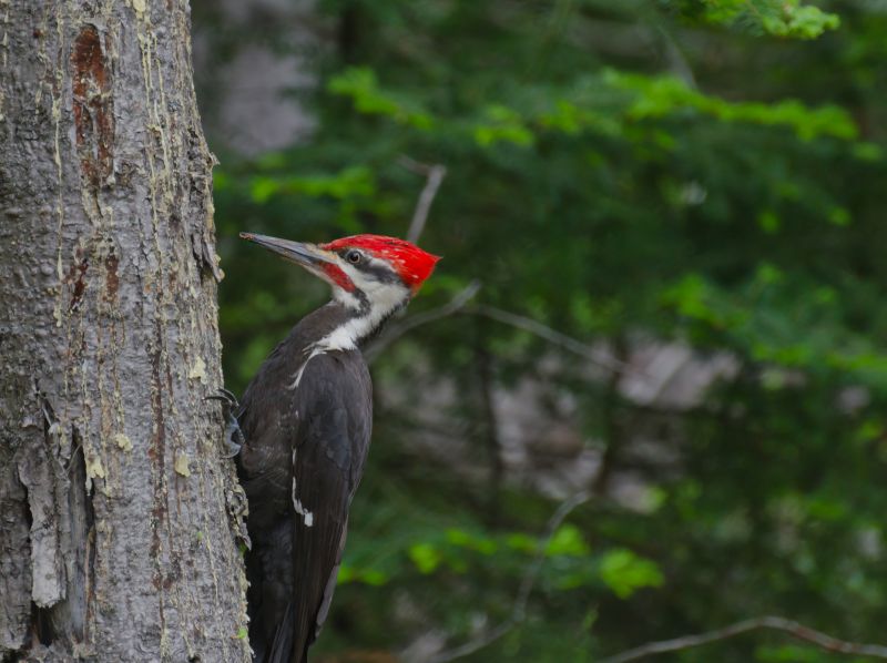 Woodpecker Hole Filling