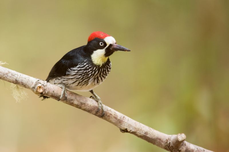 Woodpecker Hole Filling