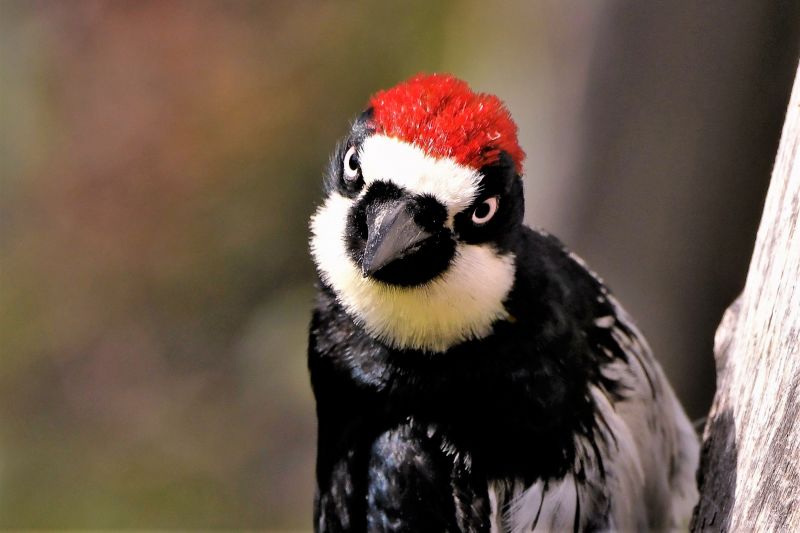 Woodpecker Hole Patching